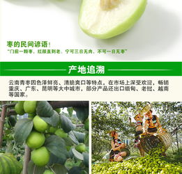 云南元謀 甜蜜滋味，新鮮直達——蜜棗與大青棗的味蕾盛宴