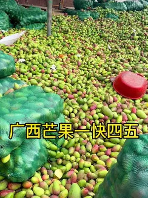 從枝頭到舌尖 百色金煌芒，新鮮應季的優質農產品